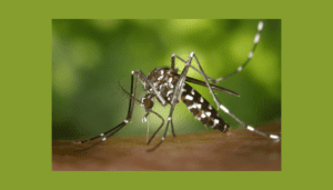 3 Receitas De Repelentes Naturais, Contra Mosquitos Da Dengue