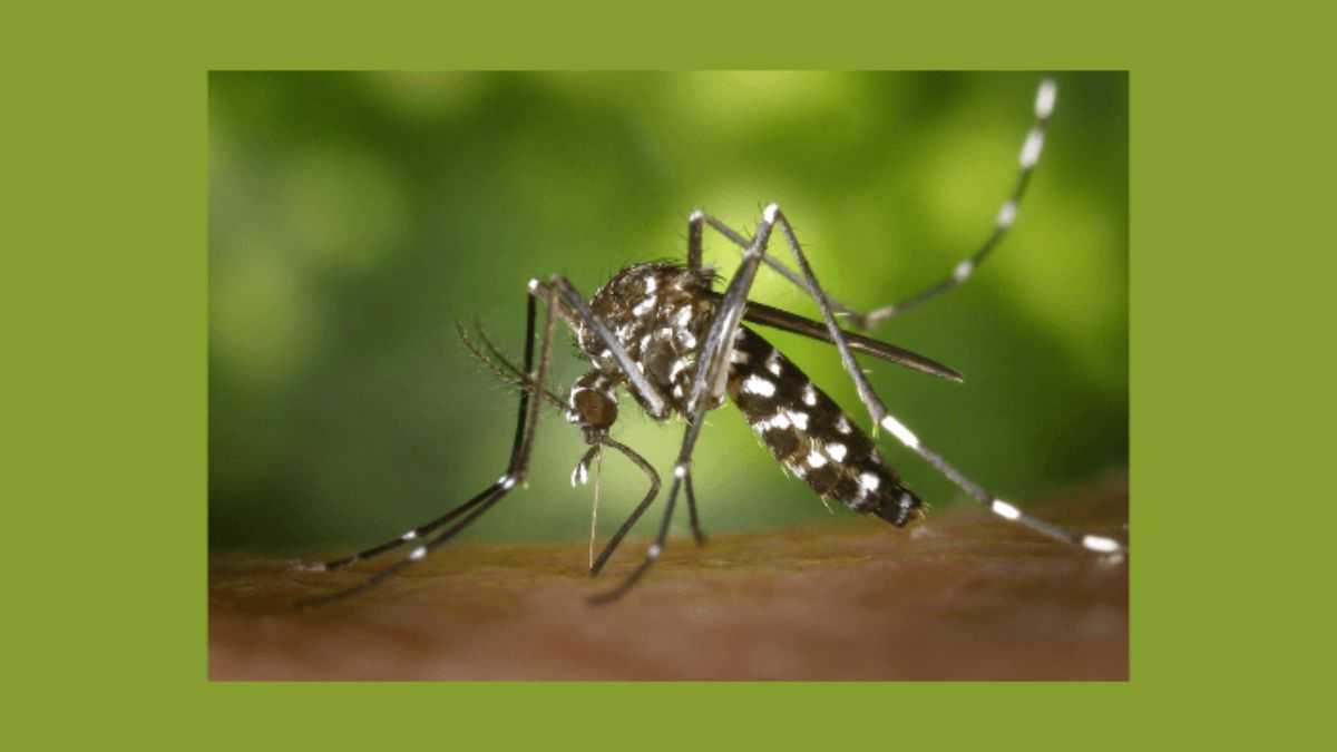 receitas de repelentes naturais