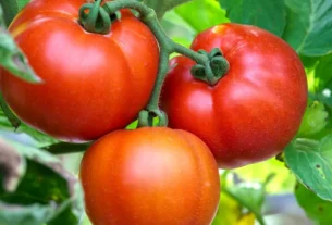 Molho de tomate super prático 3 molho de tomate super prático