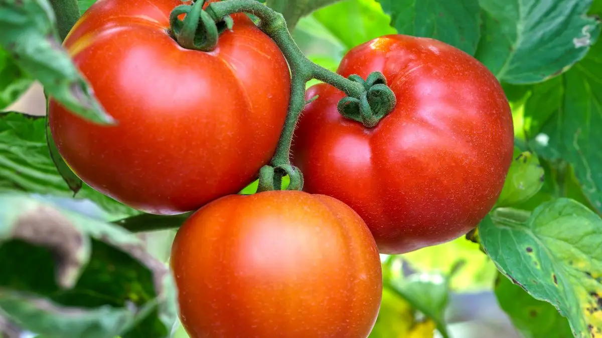 Molho de tomate super prático 1 molho de tomate super prático