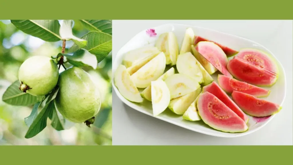 11 Benefícios da goiaba fruta saborosa e nutritiva 2 Propriedades da goiaba