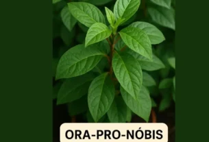 10 Benefícios do ora-pro-nóbis que vão surpreender sua saúde 6 benefícios do ora-pro-nóbis