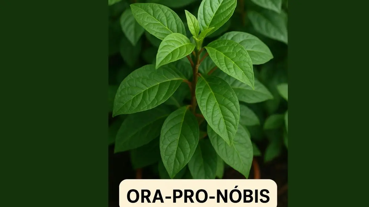 benefícios do ora-pro-nóbis