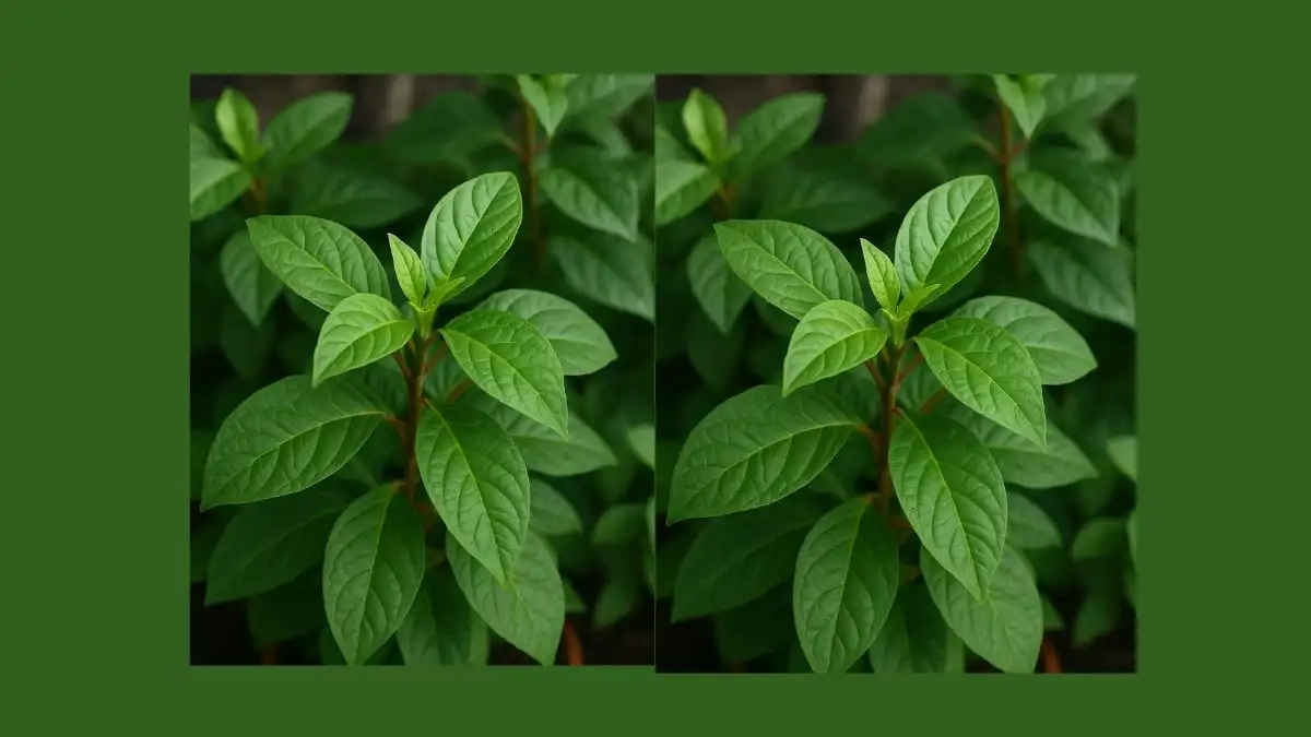 Qual a melhor forma de consumir o ora-pro-nóbis