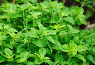 7 Benefícios do cha de orégano 4 benefícios do cha de orégano