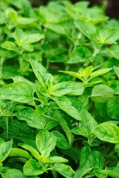 benefícios do cha de orégano